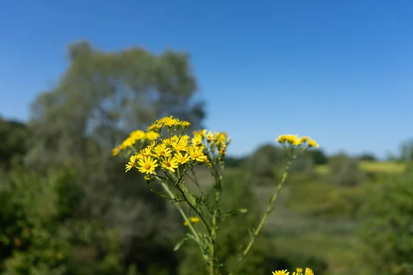 Κίτρινο φαρμακευτικό λουλούδι. ανάπτυξη σε ένα φυσικό περιβάλλον. Άνθη. — Φωτογραφία Αρχείου