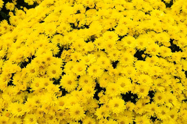 Πολλά κίτρινα χρυσάνθεμα λουλούδια. Εικόνα φόντου από παρτέρι. — Φωτογραφία Αρχείου