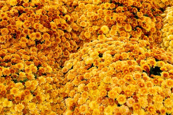 Πολλά λουλούδια πορτοκαλιού χρυσάνθεμα. Εικόνα φόντου από παρτέρι. — Φωτογραφία Αρχείου