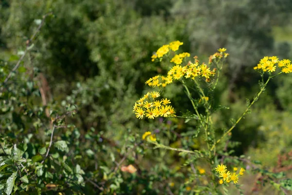 Yellow medicinal flower. growing in a natural environment. Field flowers.