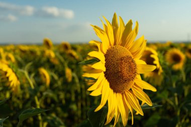 Çiçek açan ayçiçeği tarlası. Tarım üretimi. Çiftçilik. Yiyecek yetiştiriyorum.