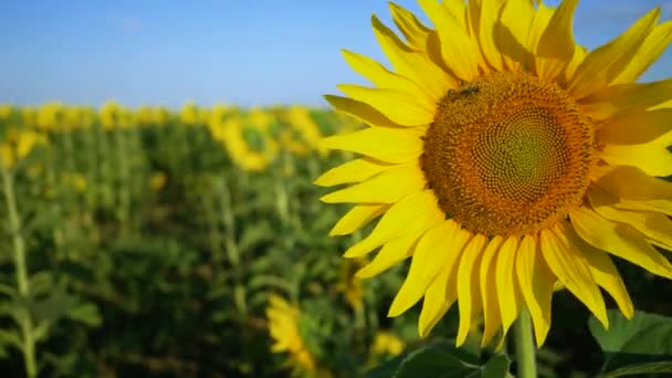 Champ de tournesol en fleurs. Gros plan sur le tournesol et pollinisation par les abeilles. Production agricole. L'agriculture. Cultiver la nourriture 