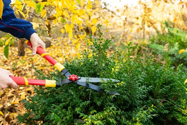 Una ragazza taglia rami da un cespuglio di bosso con un potatore da giardino. Lavoro autunnale in giardino . — Foto Stock