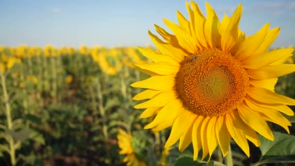 Champ de tournesol en fleurs. Gros plan sur le tournesol et pollinisation par les abeilles. Production agricole. L'agriculture. Cultiver la nourriture .
