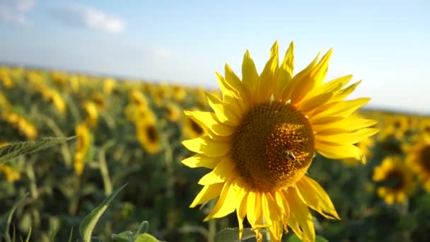 Fält med blommande solros. Solros närbild och bin pollinerar den. — Stockvideo