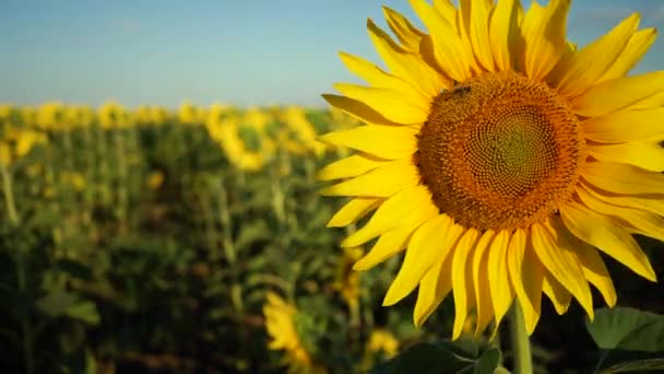 Fält med blommande solros. Solros närbild och bin pollinerar den. — Stockvideo