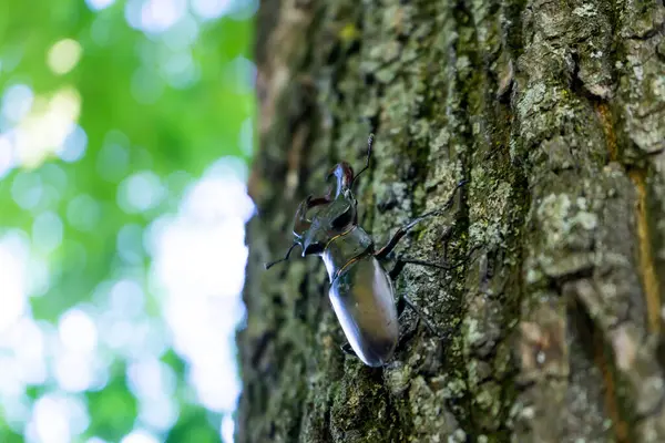 Um escaravelho macho rasteja até um tronco de árvore . — Fotografia de Stock
