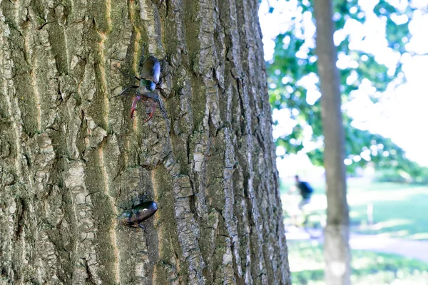 Un mâle dendroctone rampant vers une femelle le long d'un tronc d'arbre — Photo