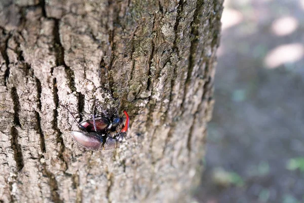 Dos tipos de escarabajos se reproducen en un tronco de árbol a principios de primavera —  Fotos de Stock