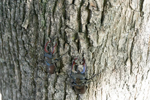 两只公鹿甲虫爬上树干. — 图库照片