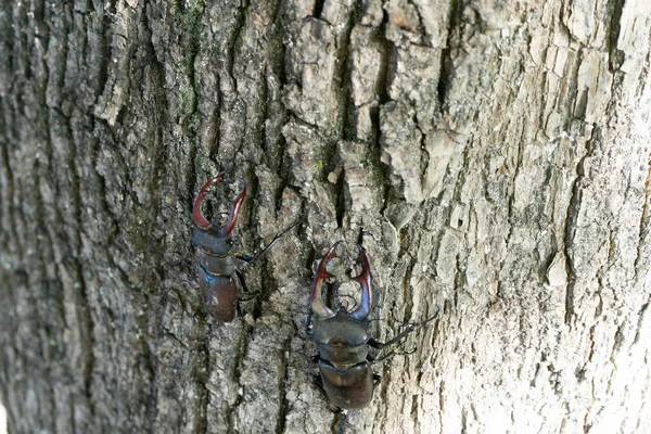 Zwei männliche Hirschkäfer krabbeln den Baumstamm hoch. — Stockfoto