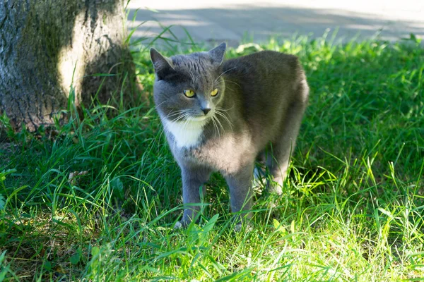 Grey Cat Walks Green Grass Domestic Cat Sun — Stock Photo, Image