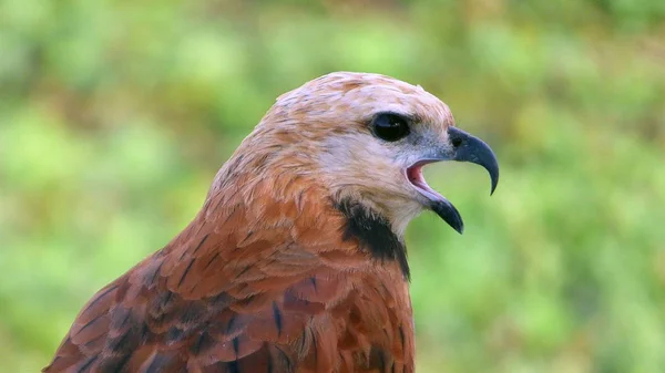 Diverse Foto Uit Zuid Amerika Landschappen Fauna Flora — Stockfoto