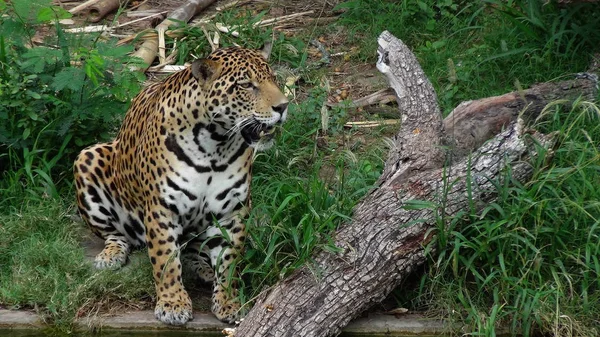 Panthera in bolivien, südamerika. — Stockfoto