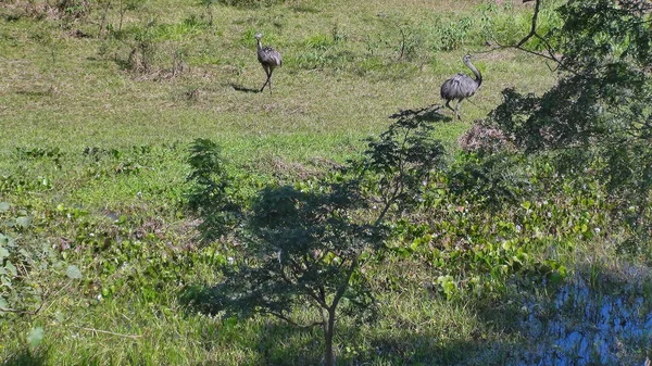 Rheas, Bolíviában, a Dél-Amerika. — Stock Fotó