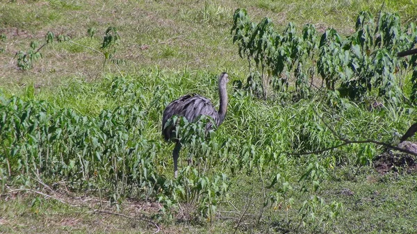 Rheas Bolivya, Güney Amerika.