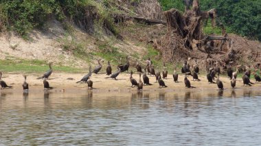 Karabatak Bolivya, Güney Amerika.
