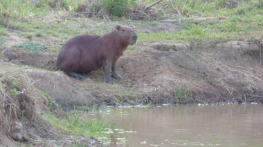 Capibara Bolivya, Güney Amerika.