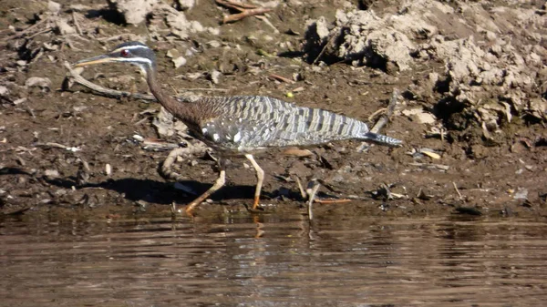 Güneş Bolivya, Güney Amerika.