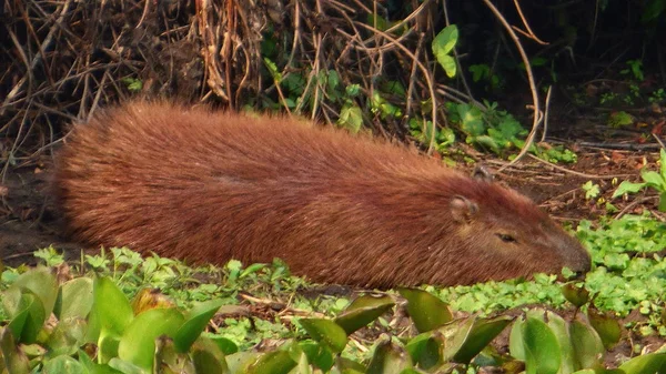 Capibara Bolivya, Güney Amerika.