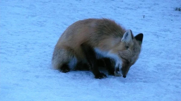 Fox in Quebec. Canada, north America.