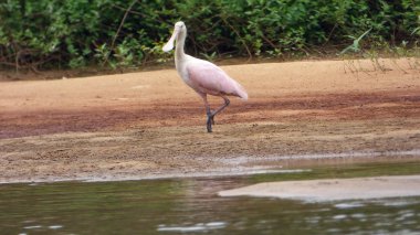 Spatula Fleuve içinde. Bolivya, Güney Amerika.