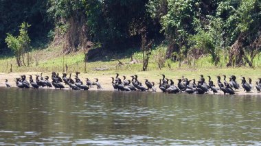 Karabatak Bolivya, Güney Amerika.