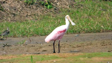 Spatula Fleuve içinde. Bolivya, Güney Amerika.