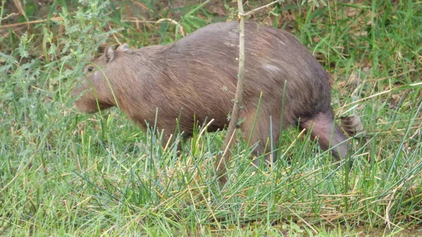 Capibara Bolivya, Güney Amerika.