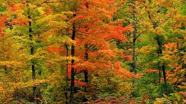 Outono em Quebec. Canadá, América do Norte . — Fotografia de Stock
