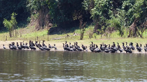 Karabatak Bolivya, Güney Amerika.