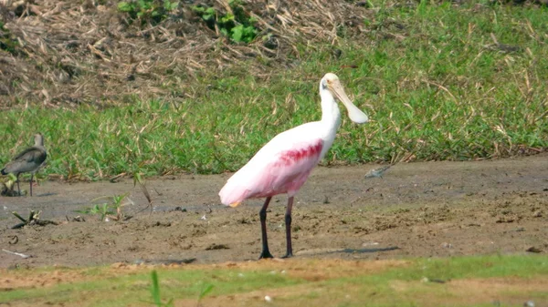 Spatula Fleuve içinde. Bolivya, Güney Amerika.