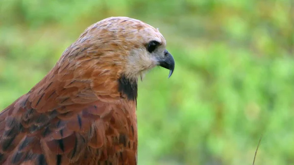 Wilde dieren in Bolivia, Zuid-Amerika. — Stockfoto