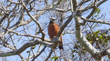 Bolivya'da, Güney Amerika Şahin.