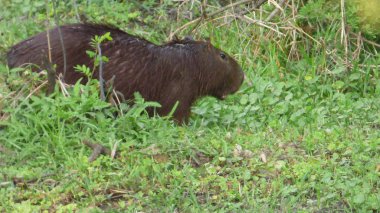 Capibara Bolivya, Güney Amerika.