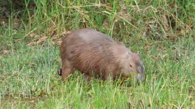 Capibara Bolivya, Güney Amerika.