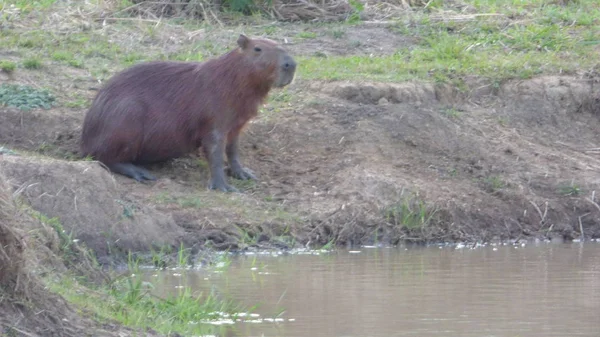 Kapibara w Boliwii, Ameryka Południowa. — Zdjęcie stockowe