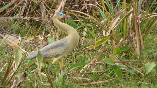 Güneş Bolivya, Güney Amerika.