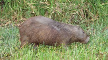 Capibara Bolivya, Güney Amerika.