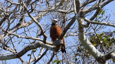 Bolivya'da, Güney Amerika Şahin.