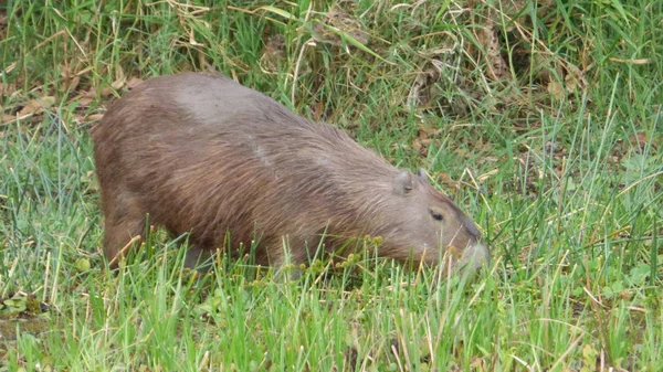 Capibara Bolivya, Güney Amerika.