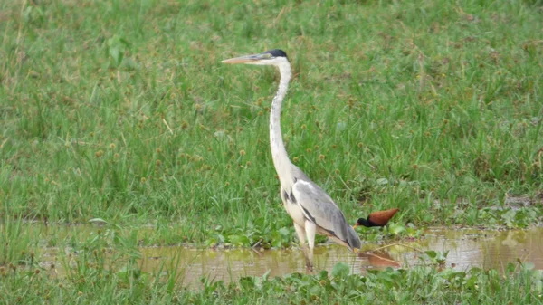 Heron στη Βολιβία, Νότια Αμερική. — Φωτογραφία Αρχείου