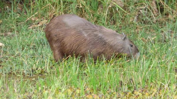 Capybara di Bolivia, Amerika Selatan . — Stok Foto