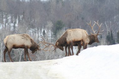 Geyik Quebec. Kanada, Kuzey Amerika.