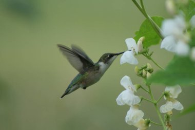 Quebec sinek kuşu. Kanada, Kuzey Amerika.