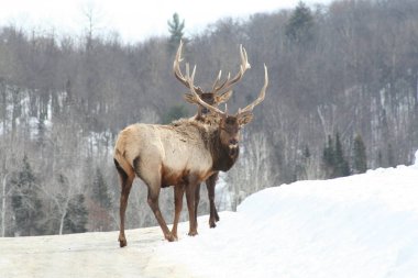 Geyik Quebec. Kanada, Kuzey Amerika.