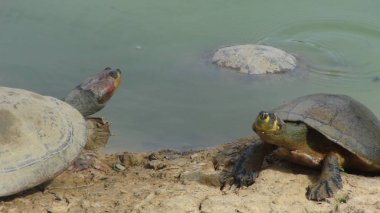 Kaplumbağa Bolivya, Güney Amerika.
