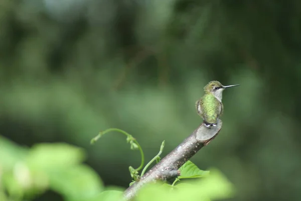 Colibri au Québec. Canada, Amérique du Nord . — Photo