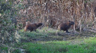 Capibara Bolivya, Güney Amerika.