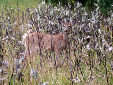 Geyik Quebec. Kanada, Kuzey Amerika.